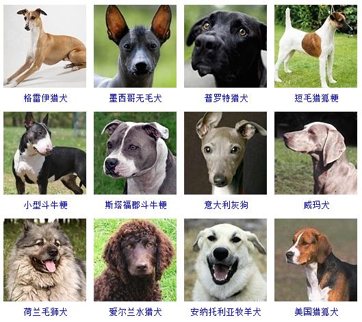 宠物狗品种图片大全,178个宠物狗品种大全