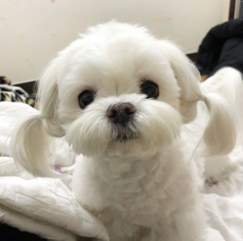马尔济斯狗狗是属于小型犬,食量与中大型犬相比可以说是很小了,这就