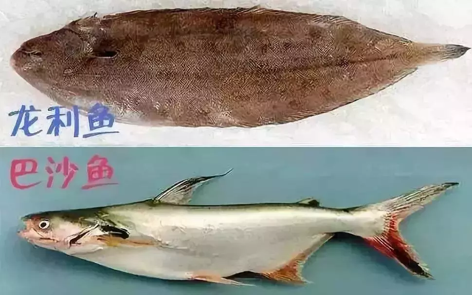 千万不要吃巴沙鱼巴沙鱼禁止的原因