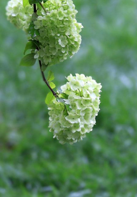 【诗词鉴赏】古诗词里的绣球花,开满整个夏季!