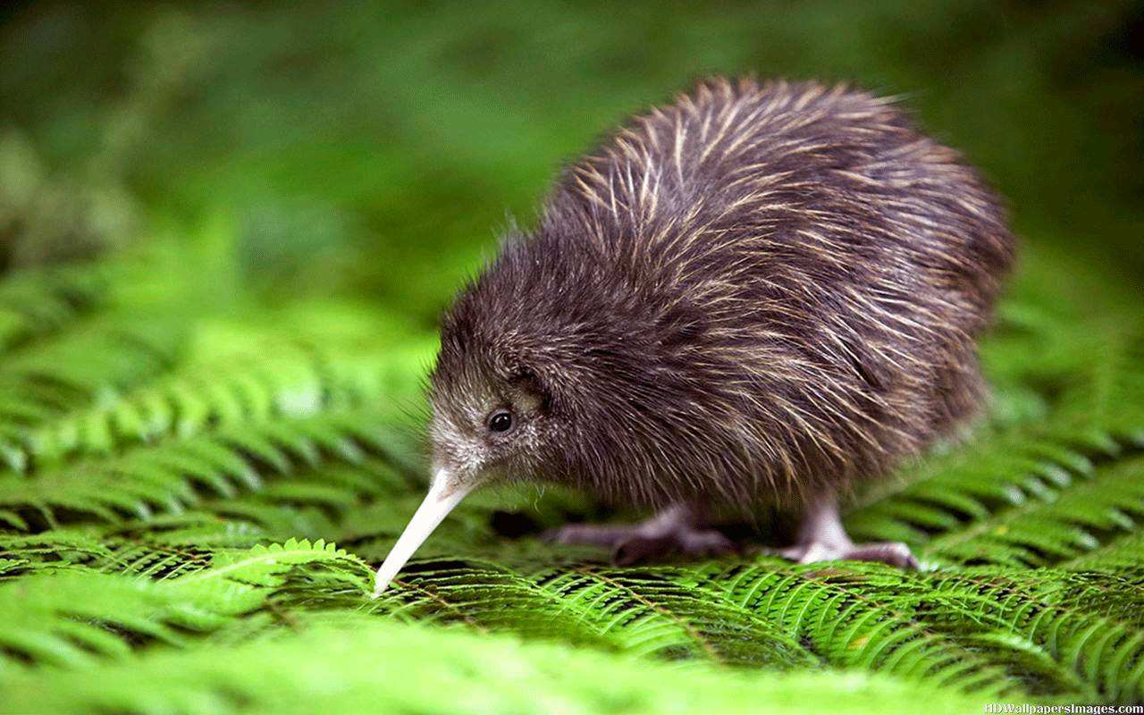 新西兰国鸟,新西兰国鸟kiwi