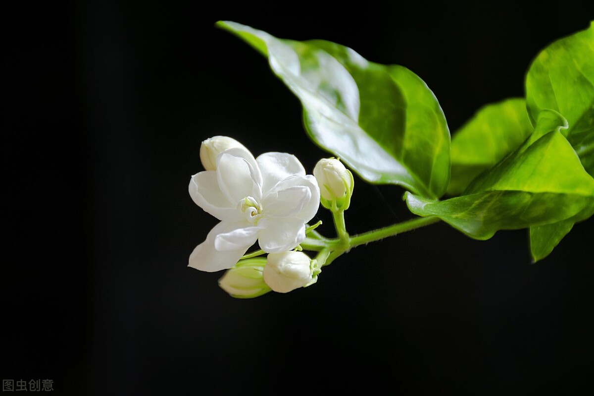 栀子花有毒吗（20种常见的安全花详细介绍）