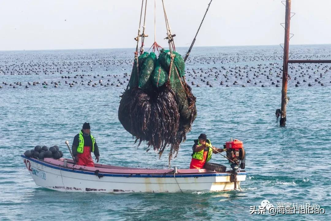 抖音代运营旅顺公司(网红主播到大连进货，一开口就要几百吨，大连特产价格翻番)  第4张