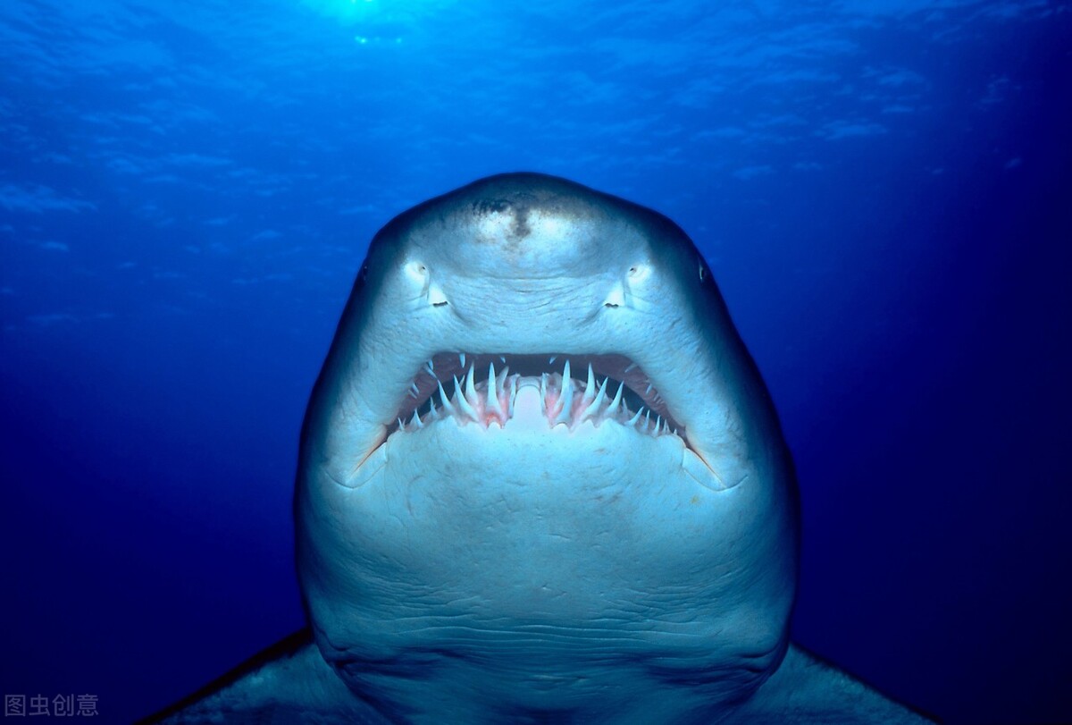 十大恐怖鲨鱼图片图文讲解10种最危险的鲨鱼