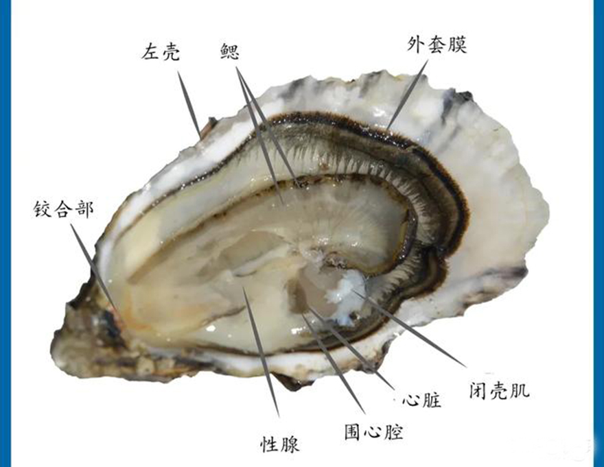 回到开篇的问题,吃牡蛎真的不用去内脏吗?