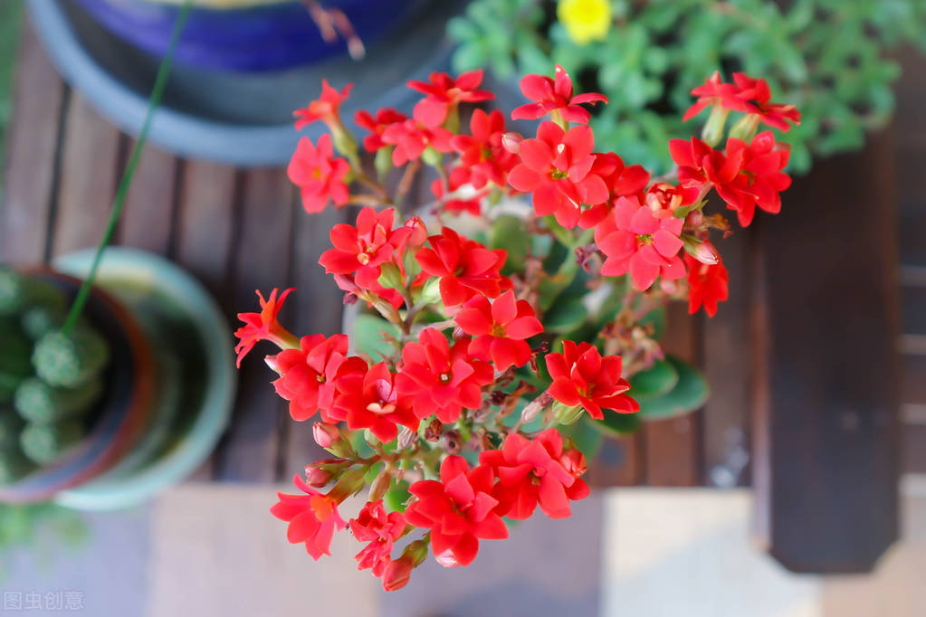 栀子花有毒吗（20种常见的安全花详细介绍）