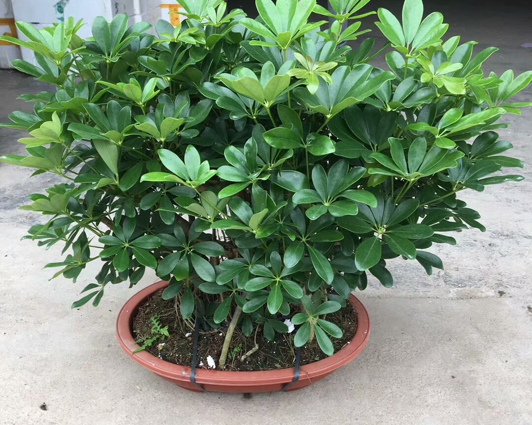树,平安树,富贵竹,绿萝吊兰等等,还有一种绿植盆栽也特别适合家中养