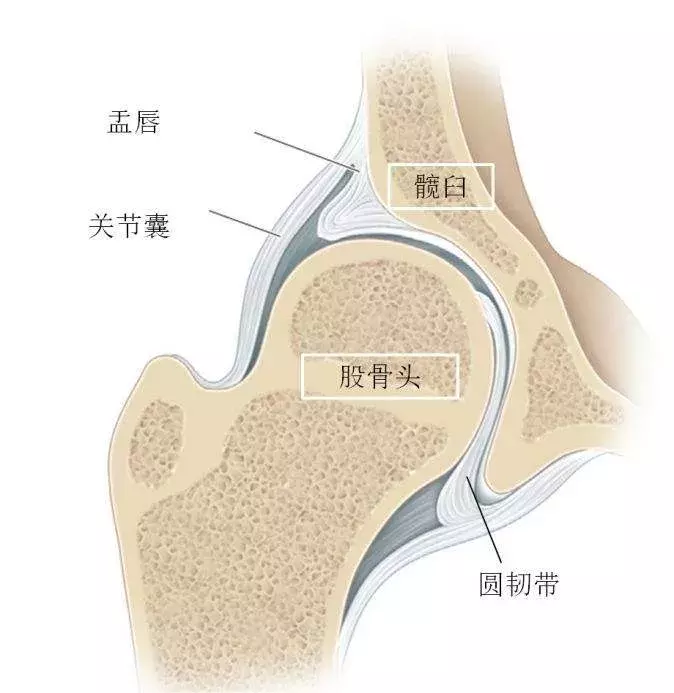 髋关节是由球形股骨头与倒置球形的髋臼组成的杵臼关节.