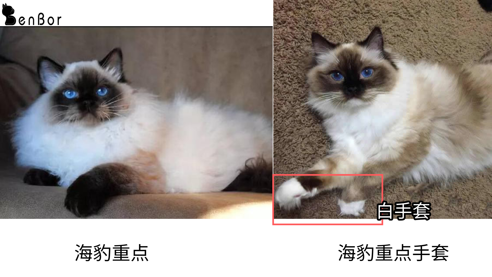 蓝山双布偶是什么?布偶猫花色这么多,了解这六点就知道怎么分辨