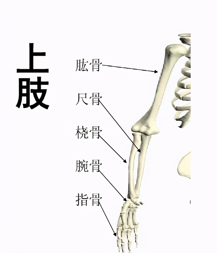 桡骨是哪个部位图片右手桡骨是哪个部位图片