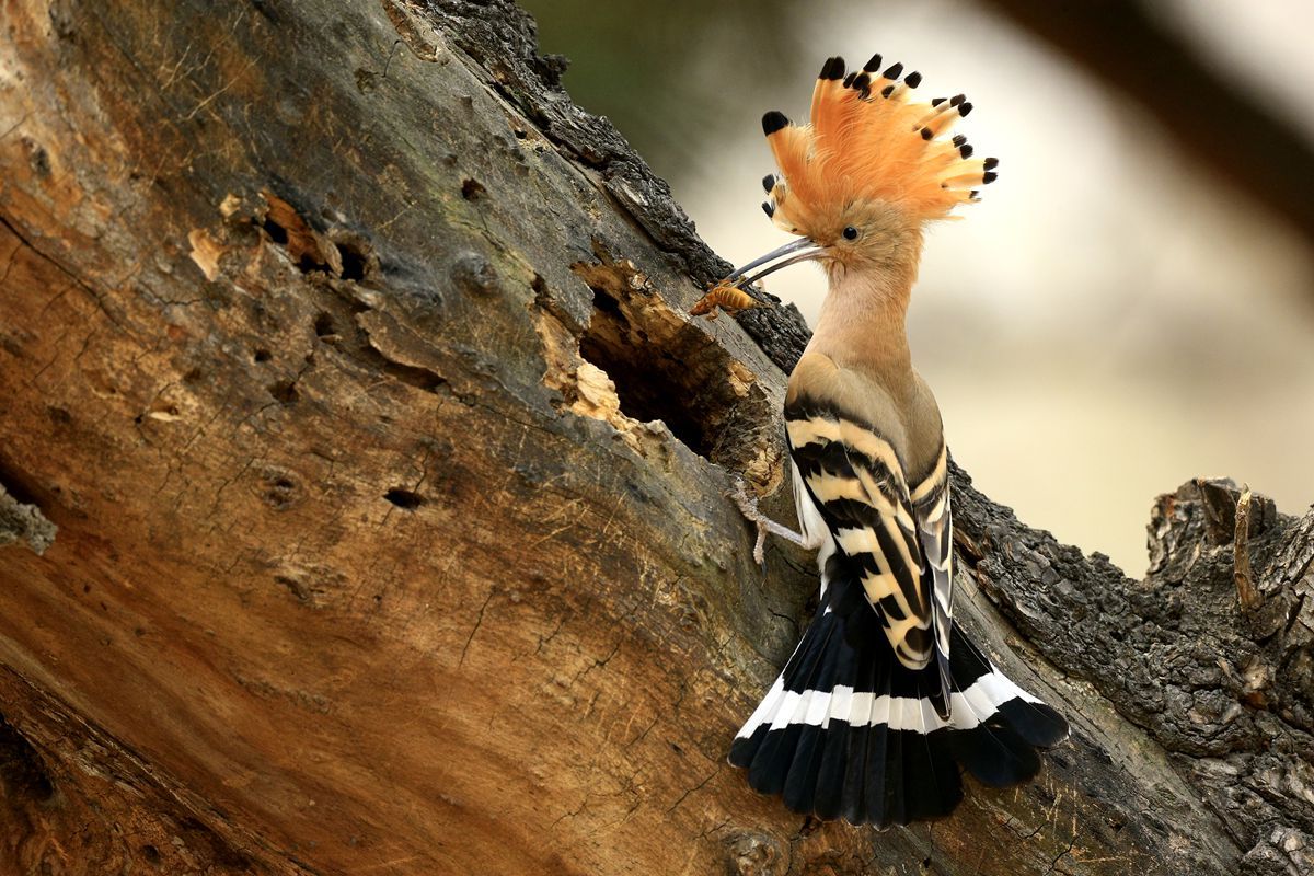 啄木鸟和戴胜鸟的区别一种很常见的鸟戴胜很多人将它跟啄木鸟弄混