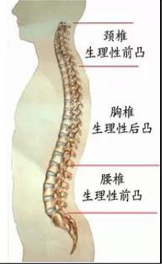 正常颈椎曲度正常颈椎曲度图片