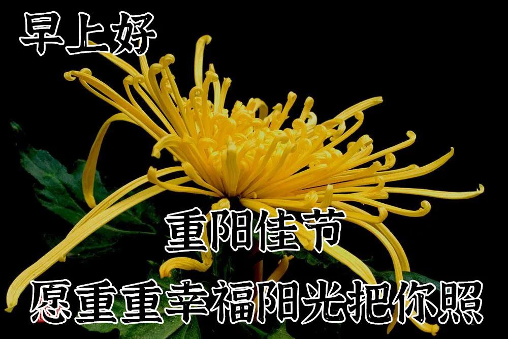 10月14日重阳节最漂亮早上好动态表情图片大全问候重阳节早上好