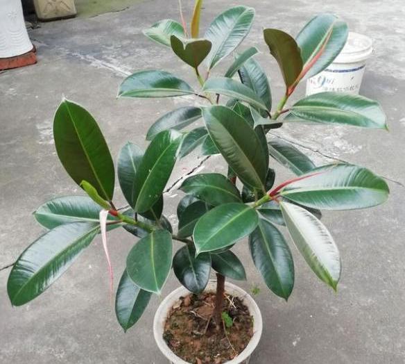 多年的橡皮树怎么养长得好干货