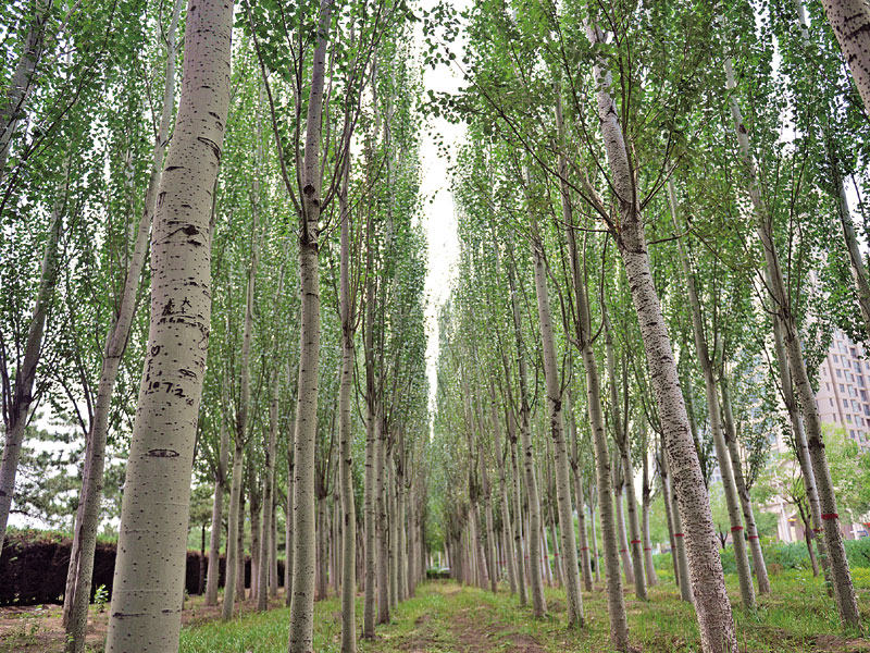 杨树秋冬种植技巧