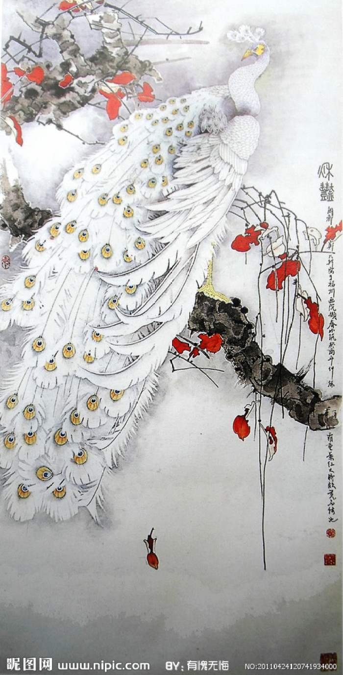 高贵,冷艳的白孔雀