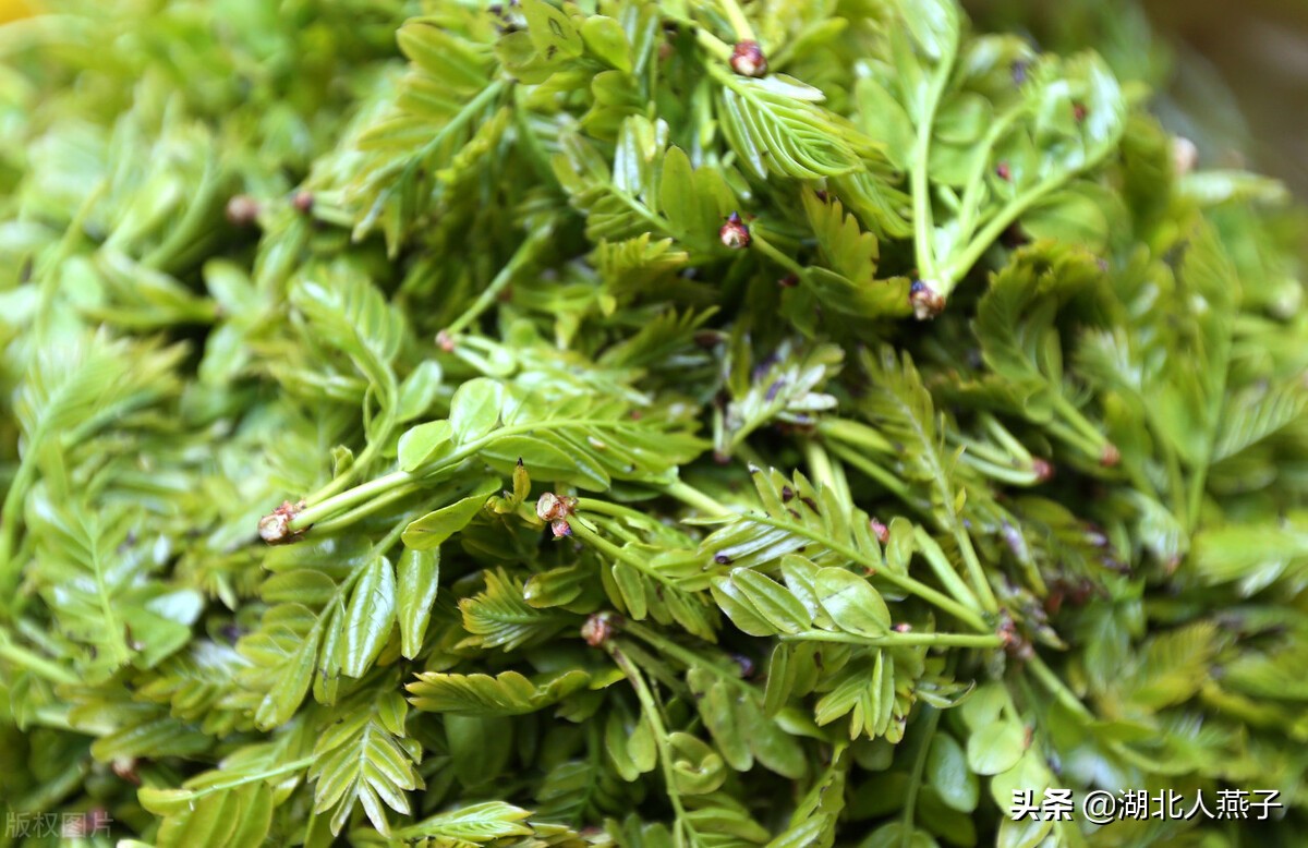 农村能吃的野菜100种大全教你认识100种野菜和吃法