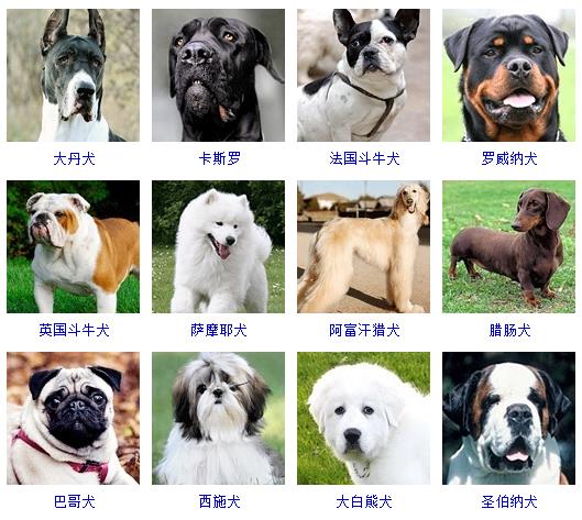 1,哈士奇,藏獒,贵宾犬,松狮,边境牧羊犬,吉娃娃,德国牧羊犬,秋田犬