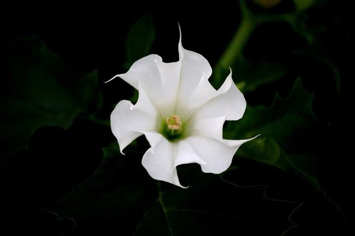 卡萨布兰卡花的价格十二星座代表的死亡之花