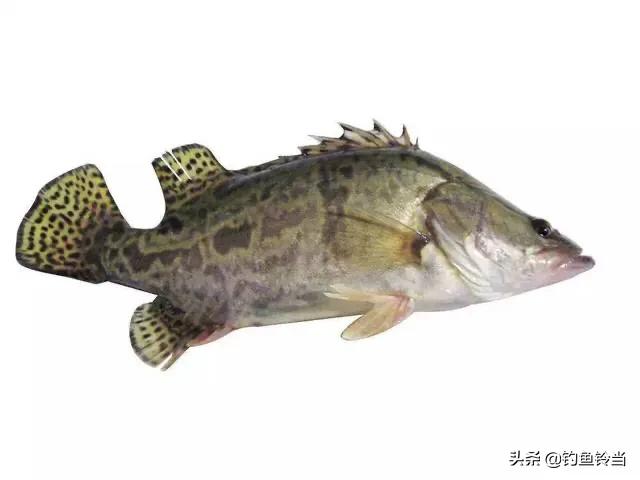 季花鱼多少钱一斤松花江鳜鱼的无奈