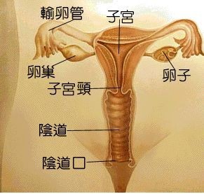 如何生孩子夫妻之间是怎么怀上孩子的