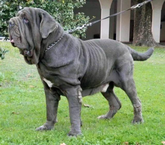 巨型犬品种及图片 世界9大巨型狗狗 体型巨大内心温柔-优宠号