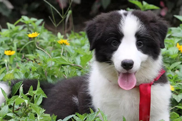 咖啡色边境牧羊犬价格边境牧羊犬怎么看纯不纯