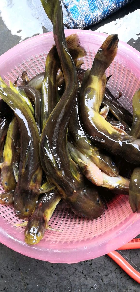 黄骨鱼吃什么食物黄骨鱼习性和食性及黄骨鱼的钓法