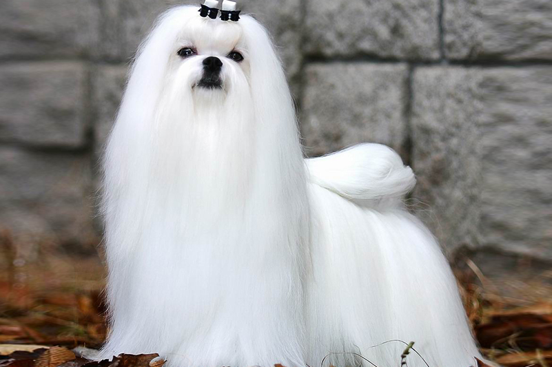 马尔济斯犬多少钱马尔济斯犬怎么样