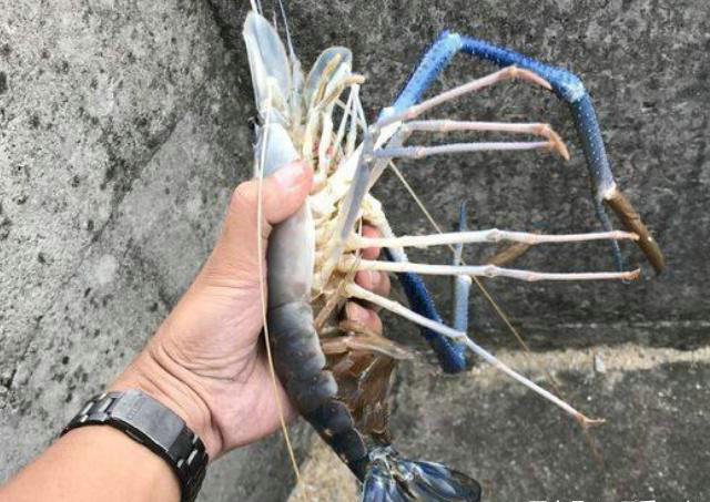 沼泽虾价格暴雨过境