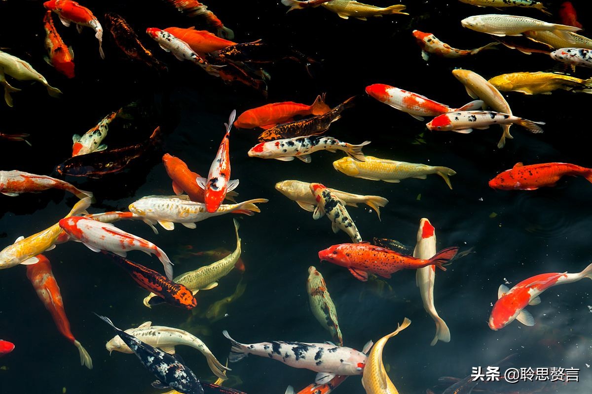 形容鱼在水里游的优美句子精选24首观鱼诗词