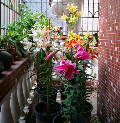 盆栽百合花花谢怎么养需要注意什么干货