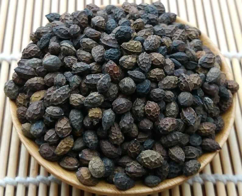 健康鸦胆子,看到这个名称,大家是不是以为它是乌鸦或鸟类的胆汁呢.