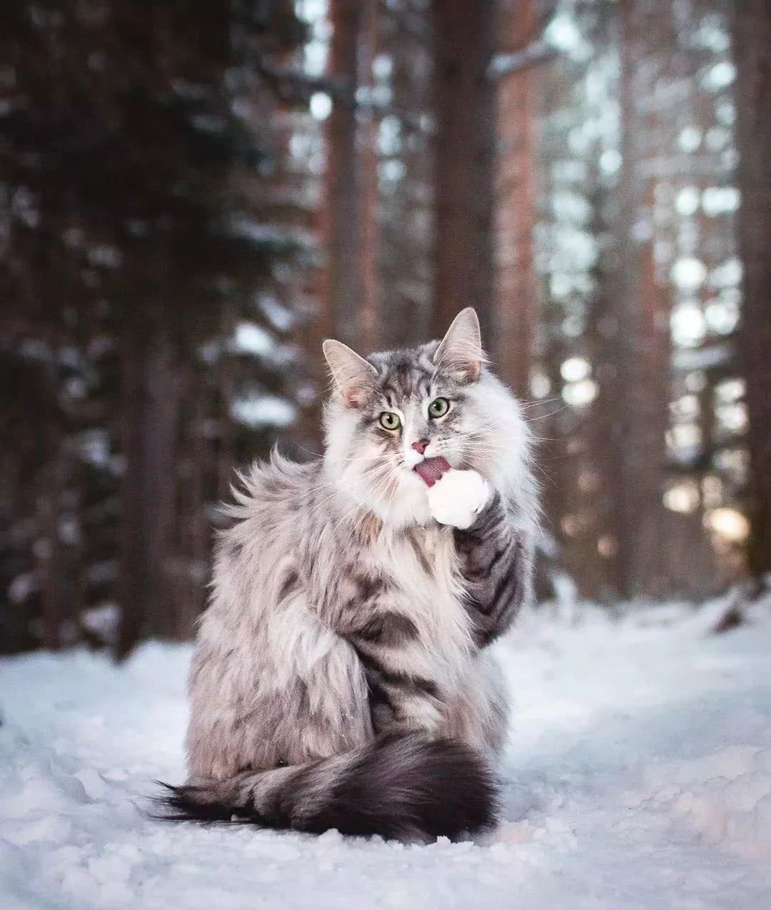 见过尾巴最灵活的猫猫很聪明