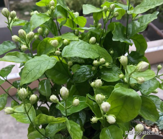 5月份开始,茉莉花这样养护,可以枝繁叶茂,开花直到10月底