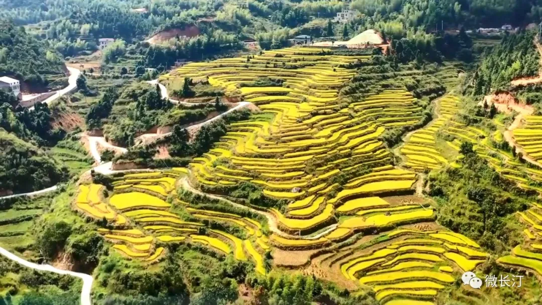 壮美~长汀童坊镇肖岭梯田丰收画卷