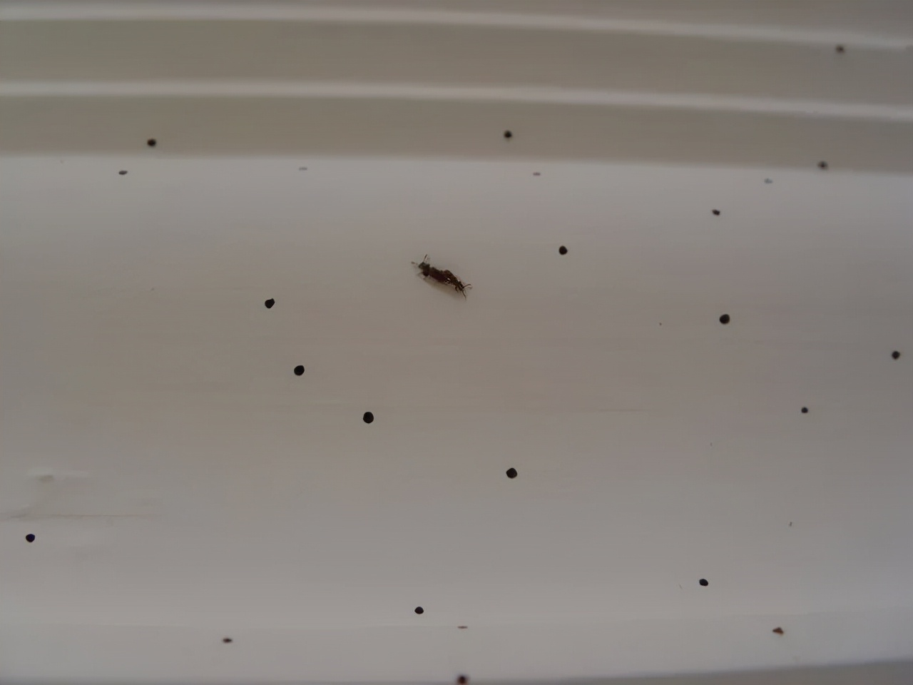 家里常见的虫子家里常见的虫子图片及名称和危害