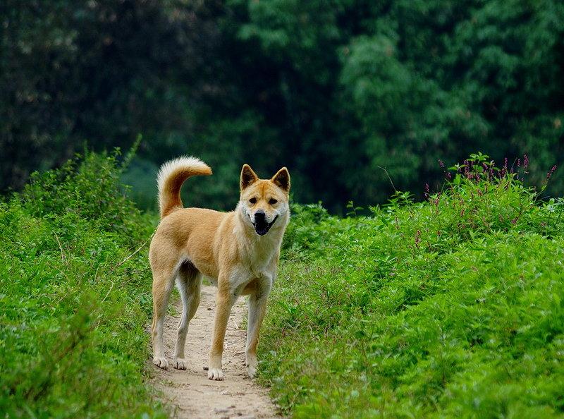 罗威纳犬价格这几种狗