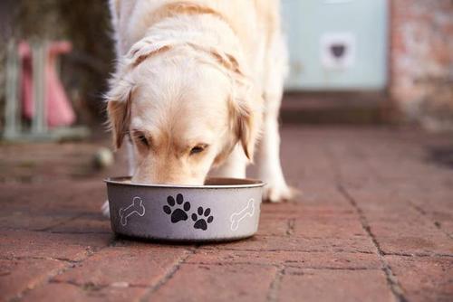 国内导盲犬多少钱一只导盲犬训练成本大概12万