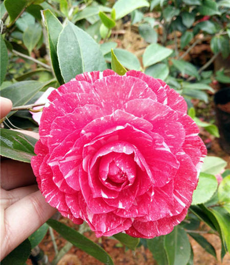 茶花的品种茶花的品种有哪些