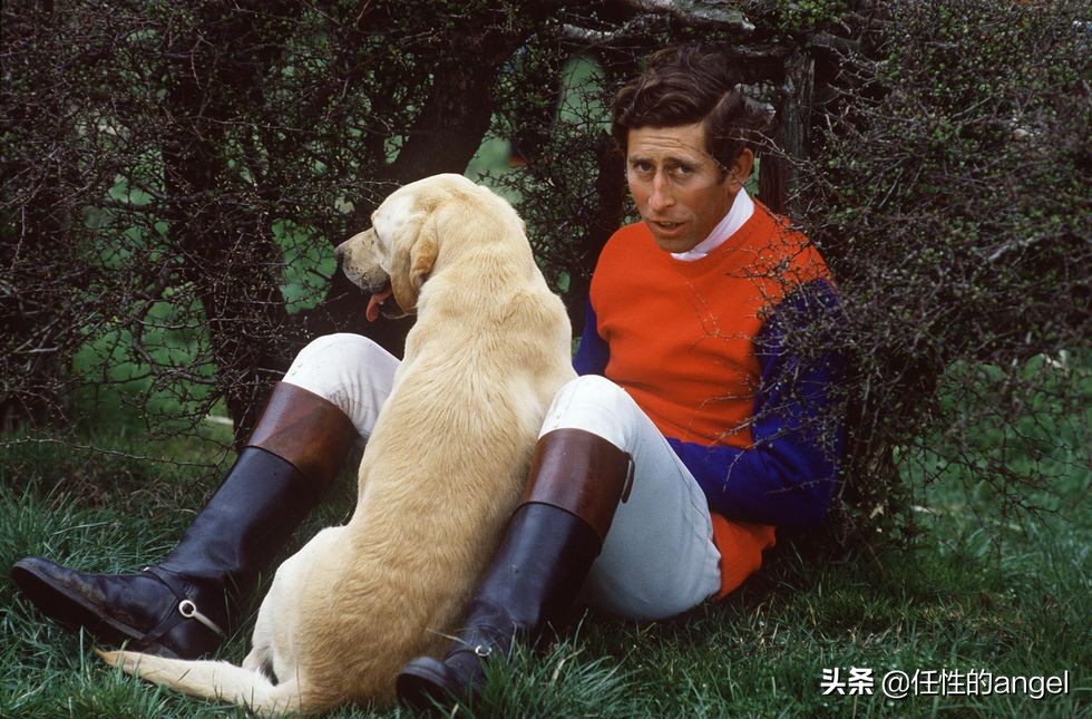 公爵犬多少钱一只从维多利亚到伊丽莎白