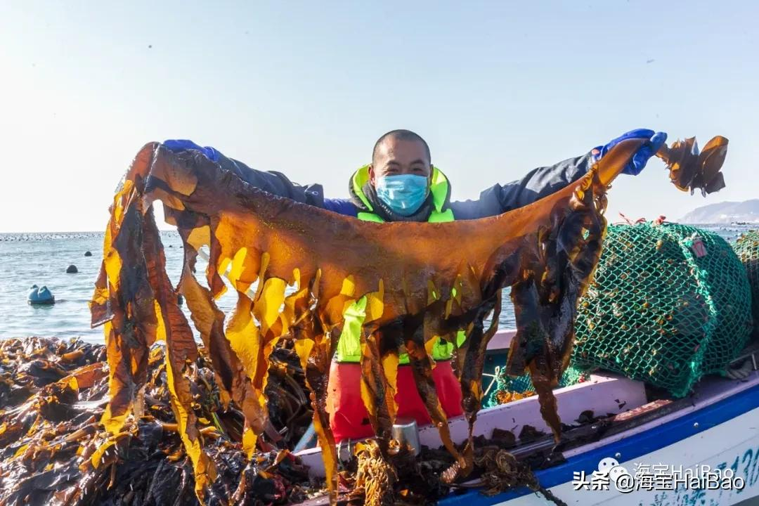 抖音代运营旅顺公司(网红主播到大连进货，一开口就要几百吨，大连特产价格翻番)  第3张