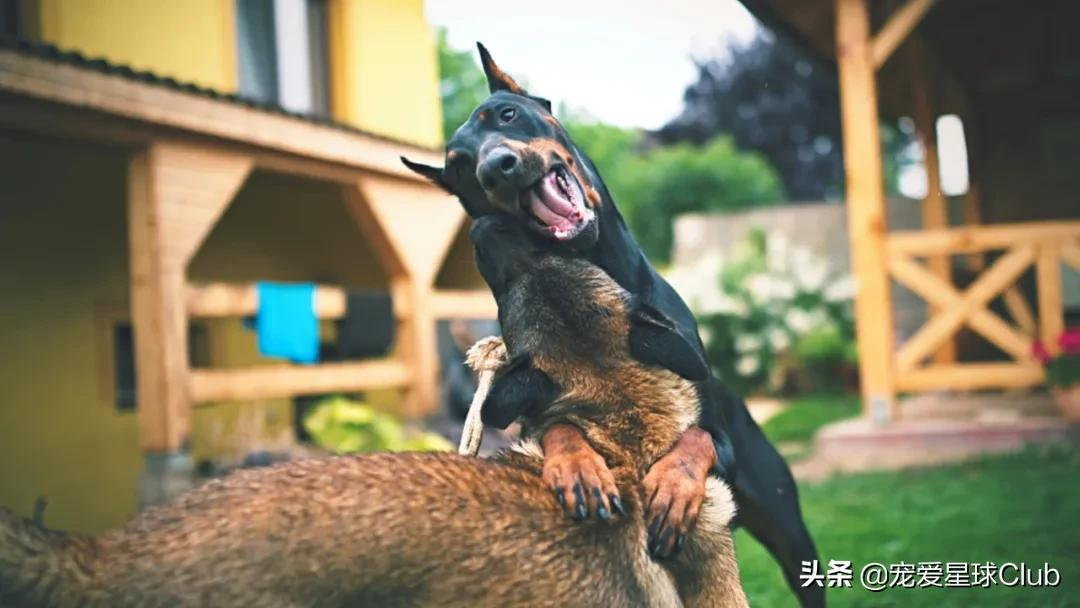 杜宾犬帅气图片外刚内柔的霸道总裁犬
