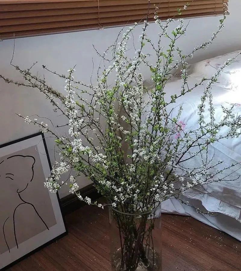 干枝雪柳水培怎么养干枝雪柳这样养存活期比别多三天