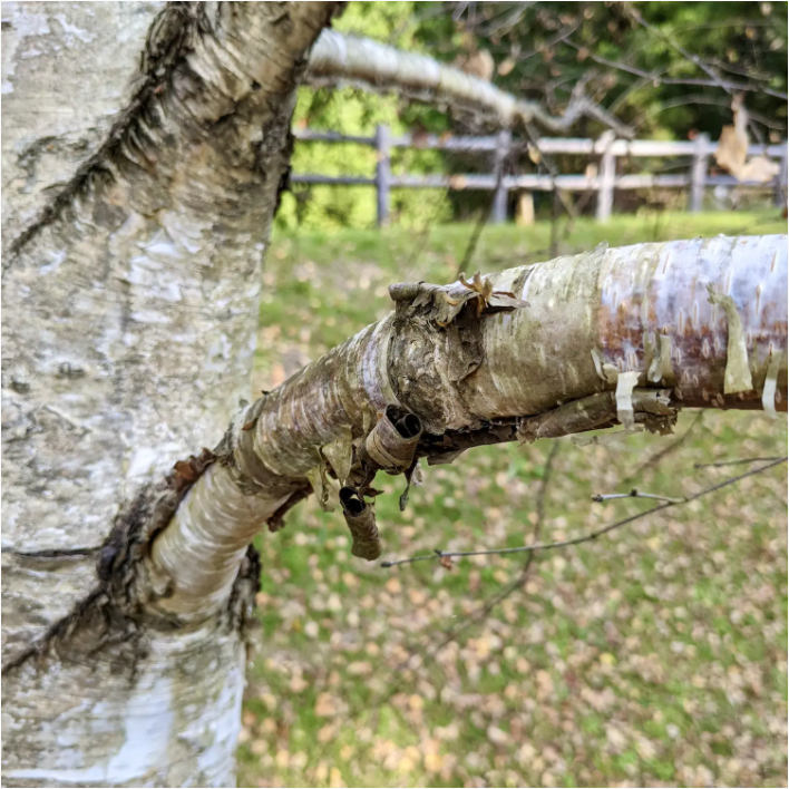 5种生火技巧,“零元购”助燃剂!丛林手工艺,体验露营高级玩法