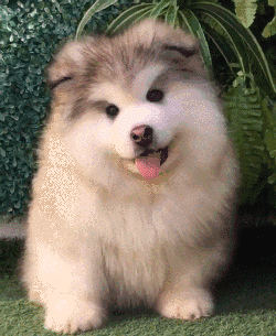 巨型阿拉斯加犬图片价格阿拉斯加犬太可爱了