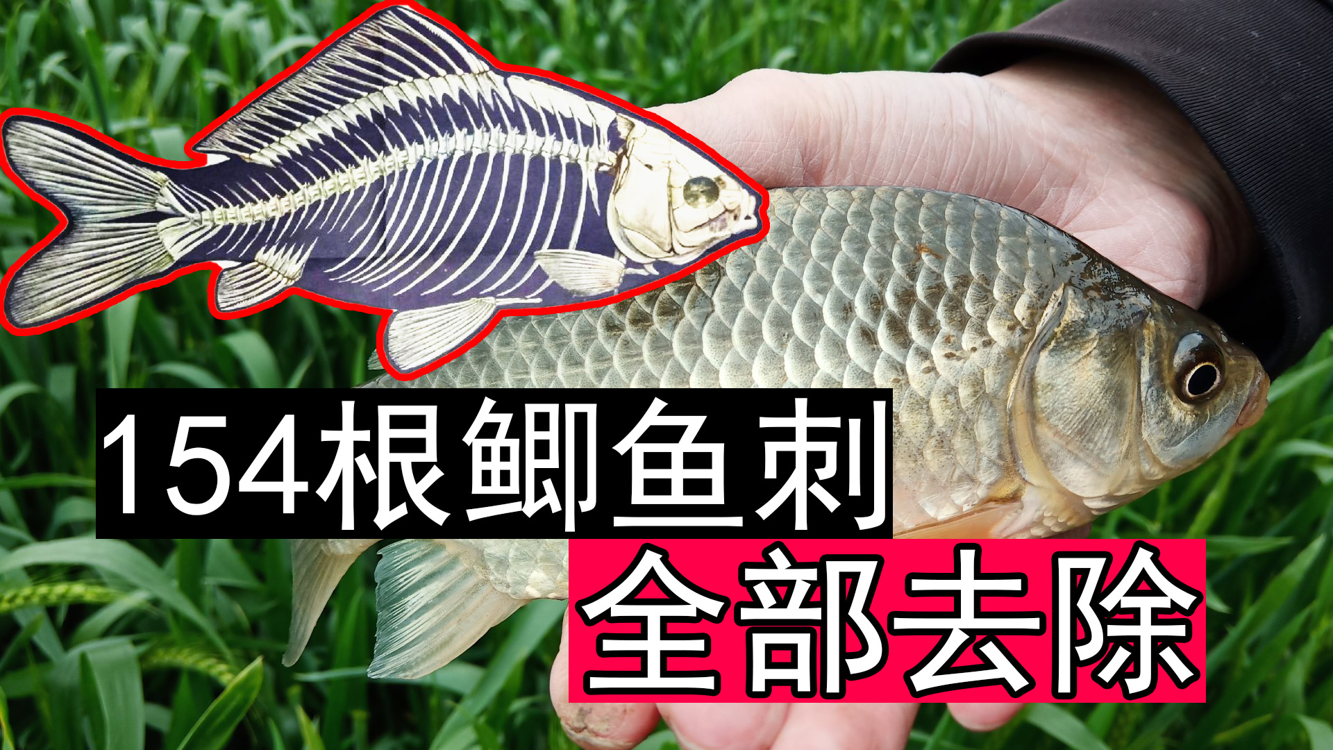 不如试一试无骨鱼的做法,3分钟分钟鲫鱼全部去刺完毕,154根鱼刺全部