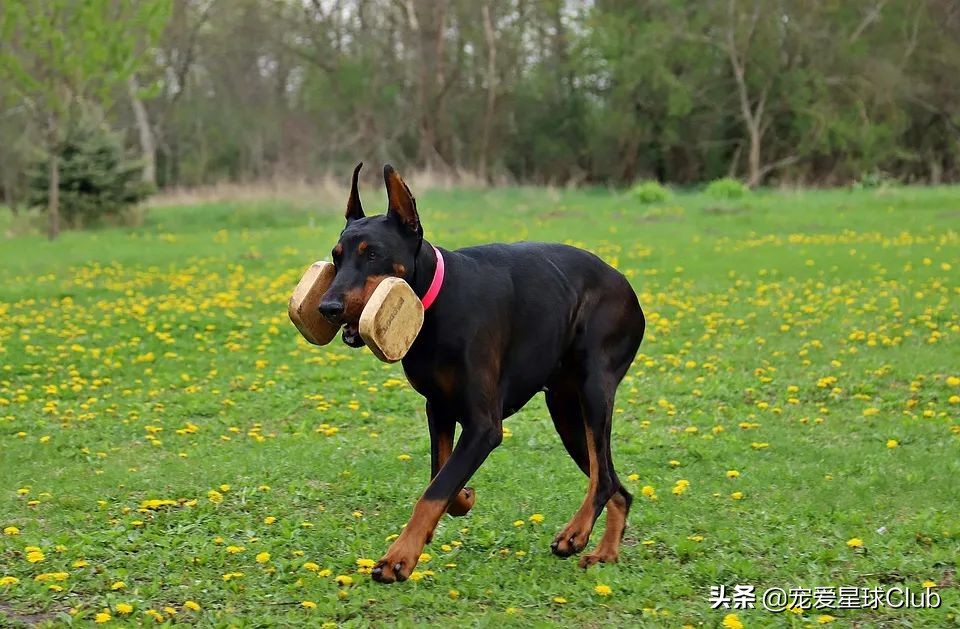 杜宾犬帅气图片外刚内柔的霸道总裁犬
