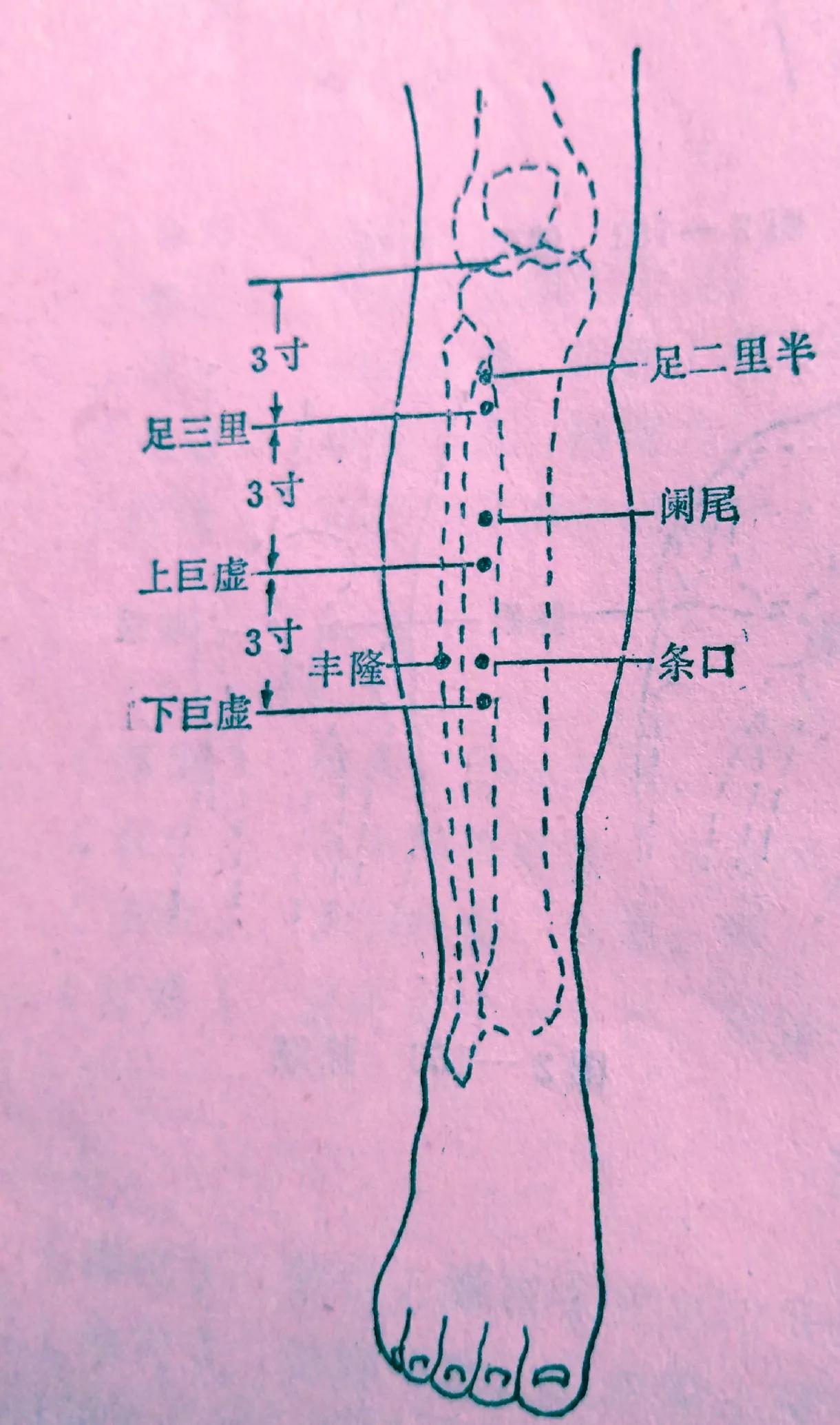 足三里的定位方法和主治足三里的准确穴位位置图