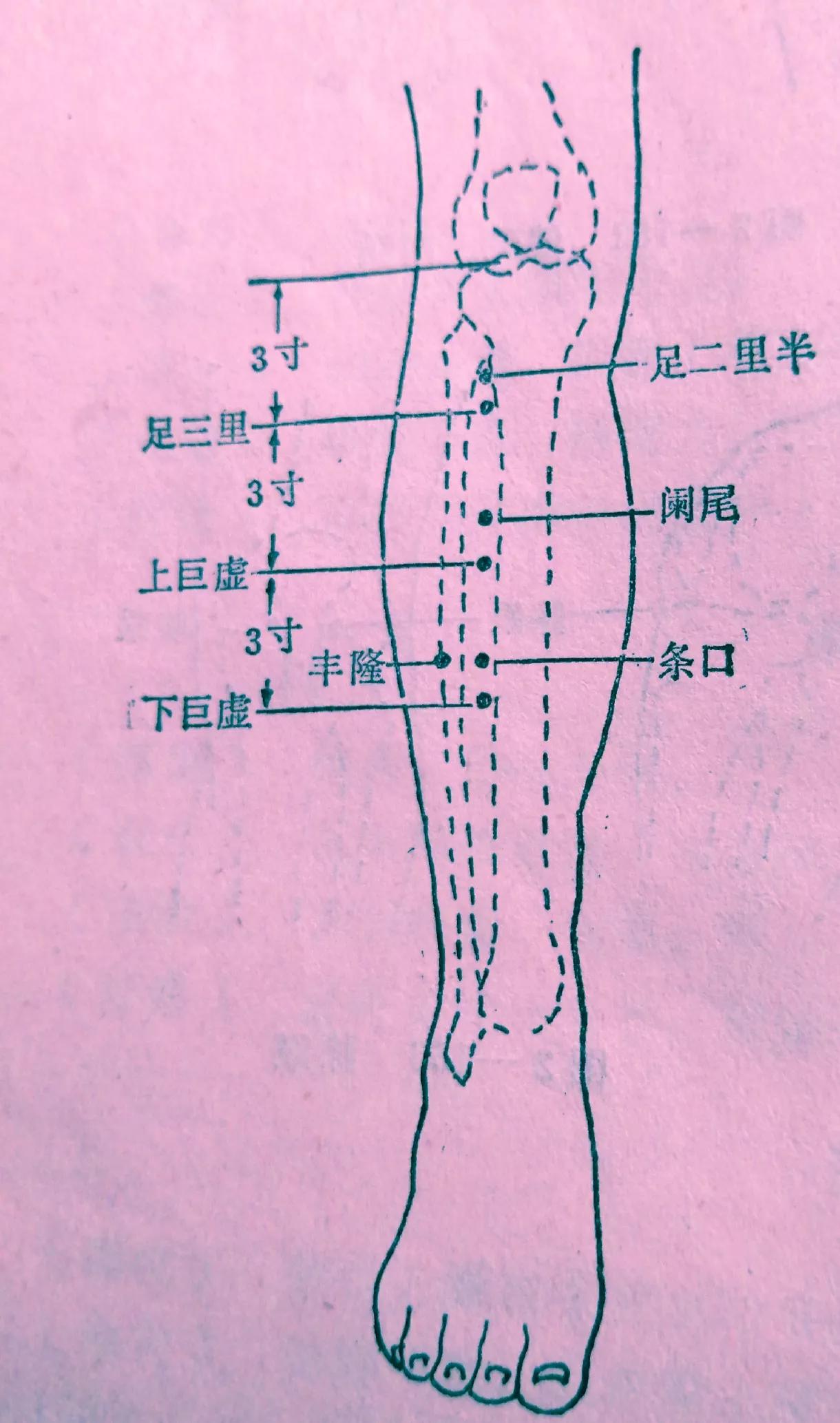 足三里的定位方法和主治足三里的准确穴位位置图